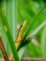 Lizard on green grass in field.