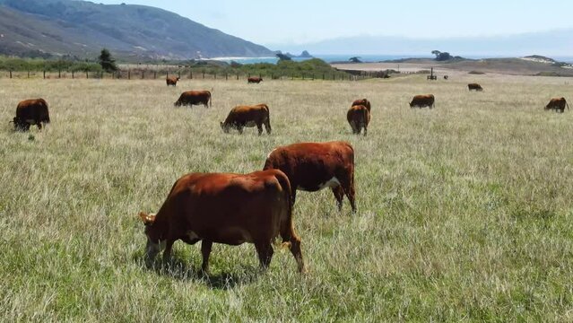 Drone aerial flight close view of cows grazing on green grass on the shore of Pacific Ocean. Agriculture in west California.