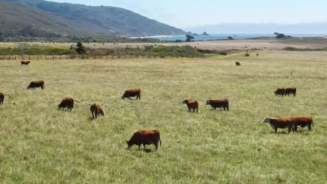 A herd of cows grazes on the luscious green grass. A view from a drone on the California coast.