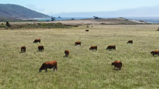 Aerial flight close view of cows grazing on green grass on the shore of Pacific Ocean. Agriculture in west California.