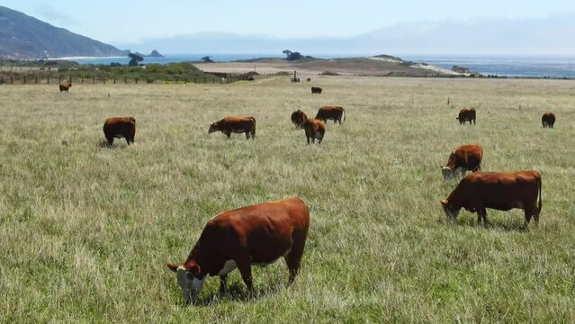 Drone aerial flight close view of cows grazing on green grass on the shore of Pacific Ocean. Agriculture in west California.
