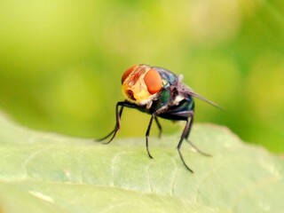 A common green bottle fly sits on a stem. The common green bottle fly is a fly that is found in most areas of the world and is the best known of the many species of green bottle fly.