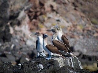 Blue footed boobies