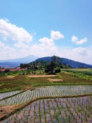 Fototapeta na wymiar A natural blend of rice fields and mountains in Sumedang, West Java, Indonesia