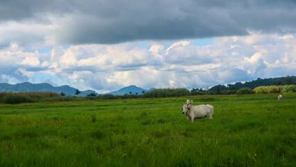 cows eating in the middle of green grass