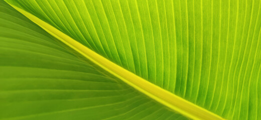 Texture of green leaf of banana palm. Ecological background of exotic leaves, diagonal line, cose-up, banner, copy space.