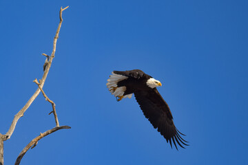 A bald eagle takes flight in a blue Alaska sky.