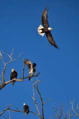 A bald eagle takes flight in a blue Alaska sky.