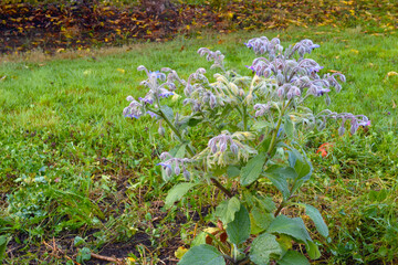 Full Borage Plant 04