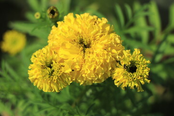 Closeup of beautiful yellow marigold flower (Tagetes erecta, Mexican marigold, Aztec marigold, African marigold) bouquet in garden.
