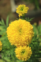 Close up of beautiful marigold flower pattern in the garden.