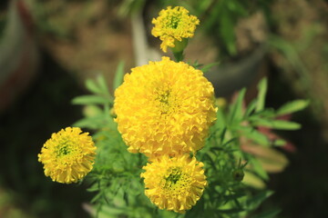yellow marigold flowers close up in the park