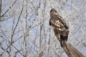 A juvenile bald eagle perches on a tree stump in a snowy Alaska landscape.