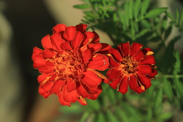 Red Marigold single Flower Marigold merry gold marigold Different keywords of marigold