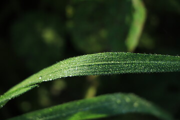 Raindrops on green long leaves