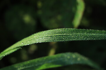 Raindrops on green long leaves