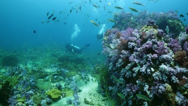 Coral garden flyover underwater in the ocean from Stonehenge Koh lipe, Thailand 