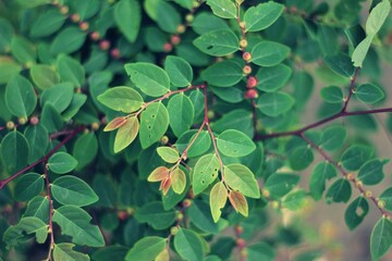 Dark green tropical leaves background. Panoramic background. nature concept