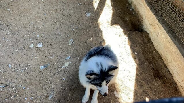 Beautiful, fluffy white fox in the zoo. A wild animal in an animal shelter.