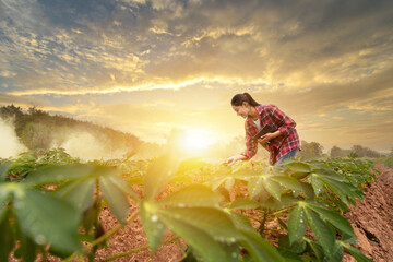 Agriculture technology. Agriculturist utilize the core data network in the Internet from the tablet...