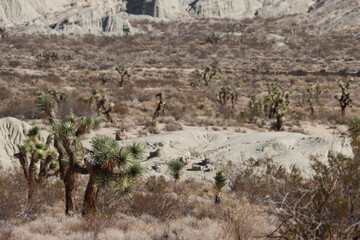 In this arid forest at about 2500 feet up the El Paso Mountains, native Yucca Brevifolia and...