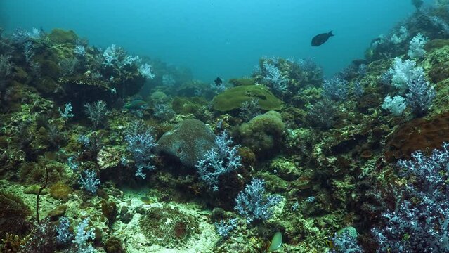 Beautiful flyover coral scene underwater in the ocean from Koh lipe Thailand 