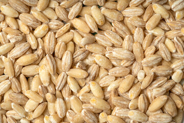 Grain of wheat with Ukrainian money scattered on the table. The concept of a fruitful year. Export and import of grain between countries