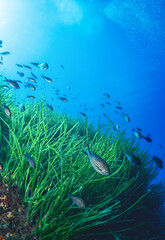 Fototapeta premium tropical coral reef