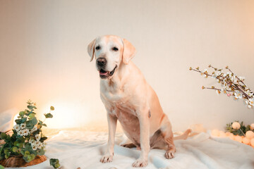 golden retriever dog