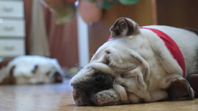 Two english bulldogs sleep on the floor at home. The concept of pets and home comfort. 4k