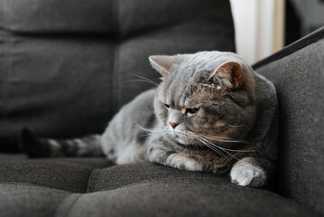 Fat tired gray British cat lying on sofa indoors. Sleepy pet resting and sadly looking away