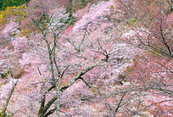 吉野山の千本桜_満開_春イメージ