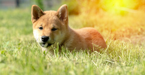 shiba inu puppy on the green grass