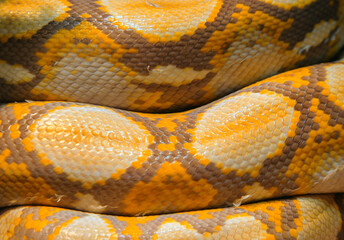 close up snake skin pattern for exotic teture wallpaper