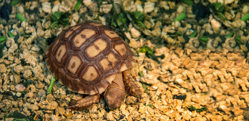 mini turtle in pet concept