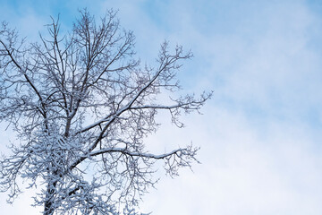 Fototapeta na wymiar Blue sky and deciduous tree top covered by snow. Winter minimal landscape. Copy space
