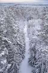 Path through the snow covered forest from a height. Nature of Latvia. Ogre national park Zalie kalni - Green mountains