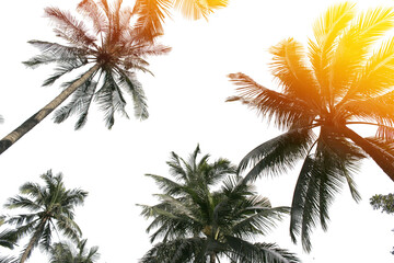 tropical coconut palm leaves tree for summer background on transparent png file - 549619297