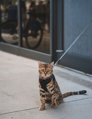Naklejka premium bengal cat on the roof beautiful street miami look me cute love domestic 