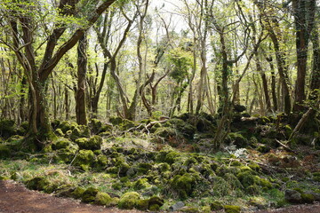mossy rocks and trees in old wild forest