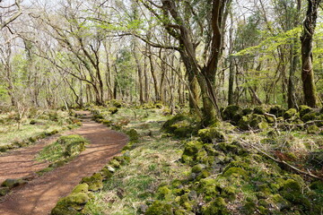 Fototapeta na wymiar mossy rocks and path in spring forest