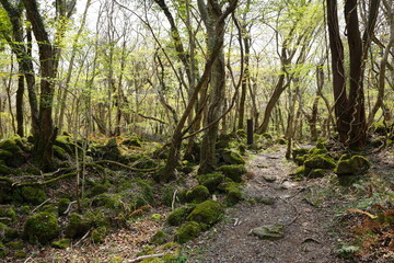 mossy rocks and trees in old wild forest