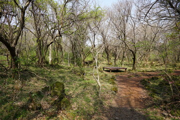 Fototapeta premium bench in spring forest 