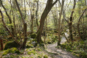 mossy rocks and path in spring forest