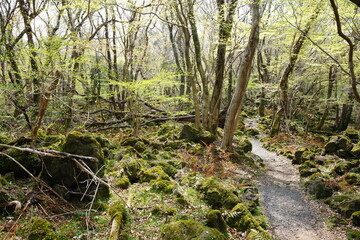 refreshing spring forest in the sunlight
