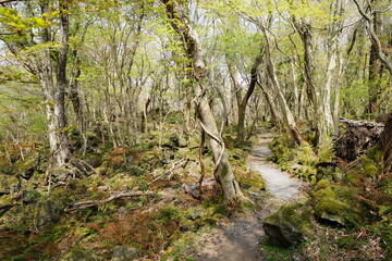 refreshing spring forest in the sunlight