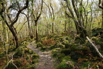 spring path through mossy rocks