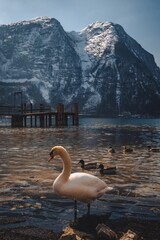Ducks swimming in the lake in Hallstatt,with Snowy Mountains Alps  Austria, vertical shot