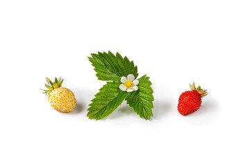 Wild red and white ripe strawberry (fragaria vesca) isolated on white background with leaf and flower. Woodland strawberry fruits.