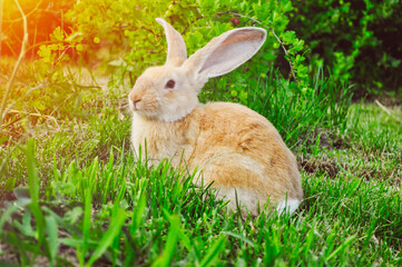rabbit on the green grass in the sunlight